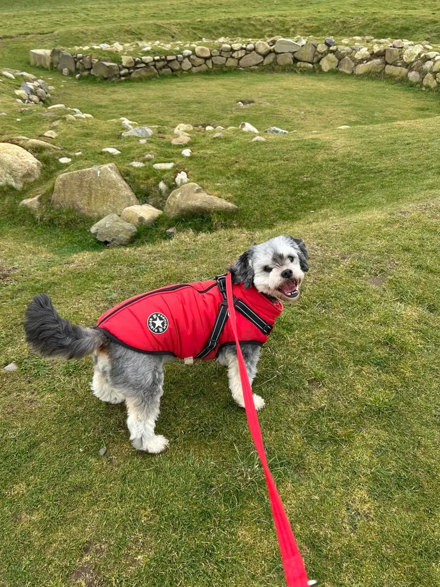 dogjacket